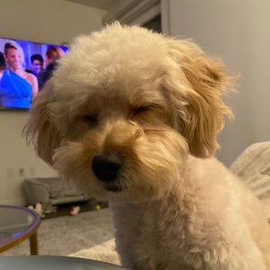 Meet your Posher, Bec